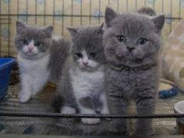 Registered Male and female British Shorthair Kittens for sale whatsapp by text or call +33745567830