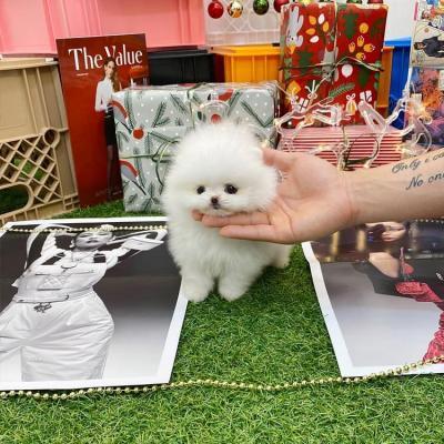 Playful Teacup white Pomeranian puppies for sale +33745567830 - Kuwait Region Dogs, Puppies