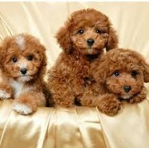 Playful male and female Teacup Poodle Puppies For sale whatsapp by text or call +33745567830 - Brussels Dogs, Puppies