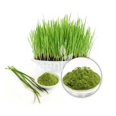 Wholesale Barley Grass Powder - Other Other