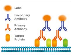 Illuminating Research: Exploring Secondary Antibodies and DenovoTechnologies' Pioneering Role