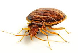 Banishing Bed Bugs: Eco Space Pest's Expert Bed Bug Removal in Singapore - Singapore Region Other