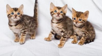 4 rehoming Bengal kittens - Berlin Cats, Kittens