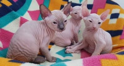 Canadian Sphynx kittens - Berlin Cats, Kittens