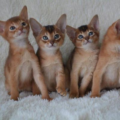  litter trained Abysssinian kittens - Berlin Cats, Kittens