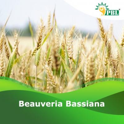 Beauveria Bassiana | Peptech Bioscience Ltd | Manufacturer And Exporter