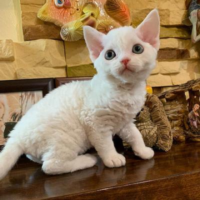 Devon rex kittens - Berlin Cats, Kittens