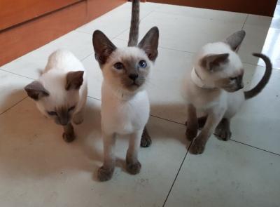 Siamese kittens - Berlin Cats, Kittens