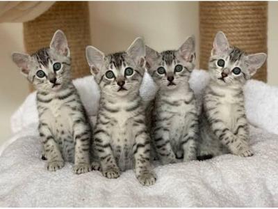 Egyptian Mau kittens - Berlin Cats, Kittens