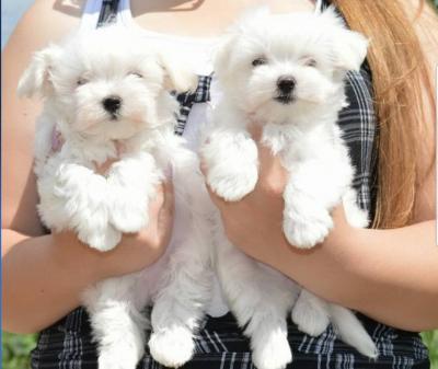 Bichon Frise Puppies For Sale whatsapp by text or call +33745567830