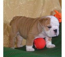 English Bulldog Puppies - Berlin Dogs, Puppies