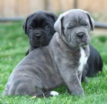 Cane Corso Puppies - Berlin Dogs, Puppies