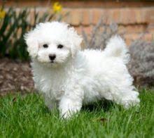 Bichon frise Puppies fast rehoming - Berlin Dogs, Puppies