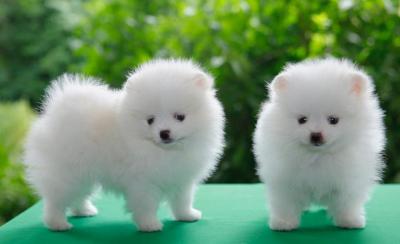 Pomeranians - Berlin Dogs, Puppies