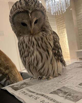  Male and Female Eagle Owls available for sale  - Dubai Dogs, Puppies