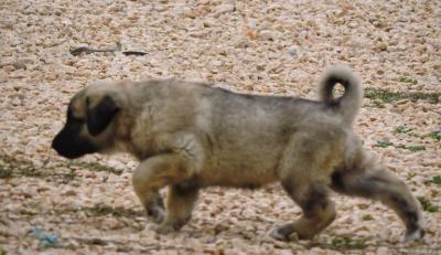    Kangal Dogs and Puppies for sale