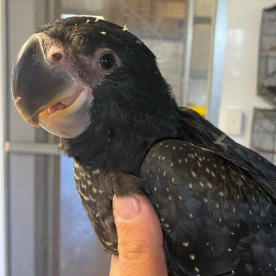   Red Tailed Black Cockatoo for Sale