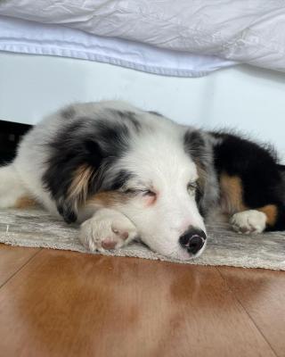  Australian shepherd puppies - Dubai Dogs, Puppies