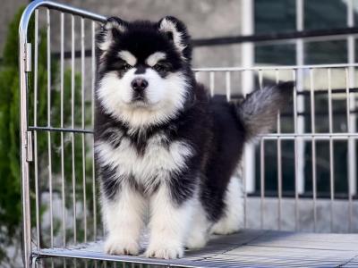   Alaskan Malamute Puppies Available