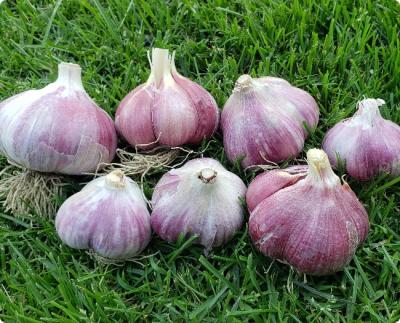Garlic for Sale BC