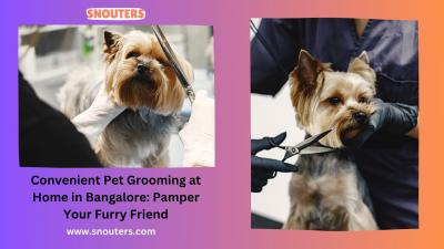 Your Trusted Choice for Professional Dog Grooming Services in Bangalore - Bangalore Health, Personal Trainer