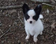 Papillon Puppies - Dublin Dogs, Puppies