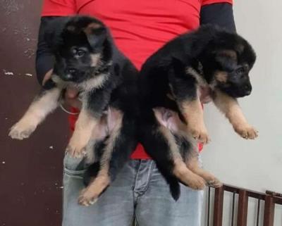 German Shepard for rehoming - Brussels Dogs, Puppies