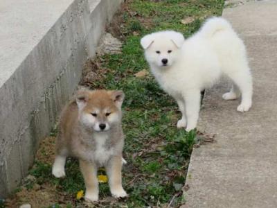 Japanischer Akita, Welpen - Vienna Dogs, Puppies