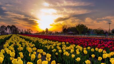 Exclusive Deals on Kashmir Tulip Festival Tour Packages - Book Now! - Kolkata Other