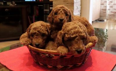 Premium red poodles - Vienna Dogs, Puppies