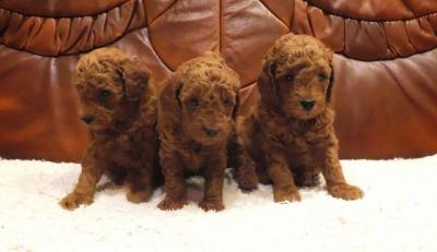 Premium red poodles - Vienna Dogs, Puppies