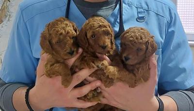 Premium red poodles - Vienna Dogs, Puppies