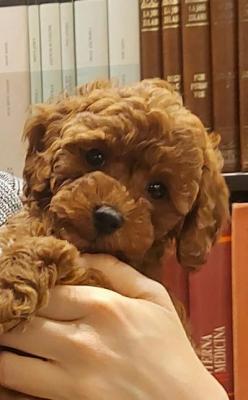 Premium red poodles - Vienna Dogs, Puppies