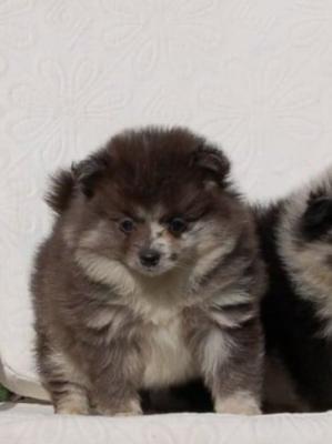 Pomeranian spitz beautiful puppies - Vienna Dogs, Puppies