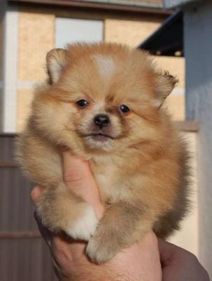 Pomeranian spitz beautiful puppies - Vienna Dogs, Puppies