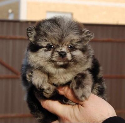 Pomeranian spitz beautiful puppies - Vienna Dogs, Puppies