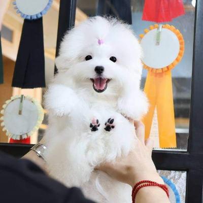 pomeranian puppies for Sale - Dublin Dogs, Puppies