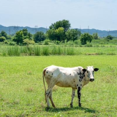 Cow Milk Chennai - Chennai Other