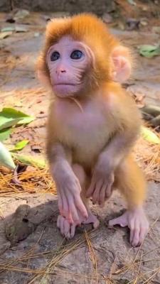 Capuchin Monkey For Sale - New York Other