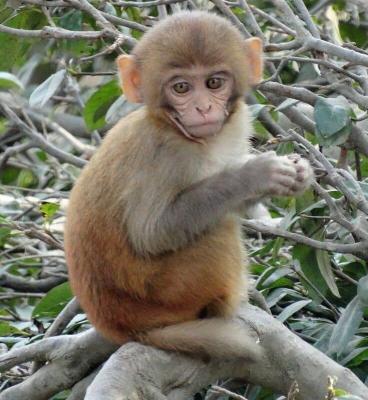 Capuchin Monkey For Sale - New York Other