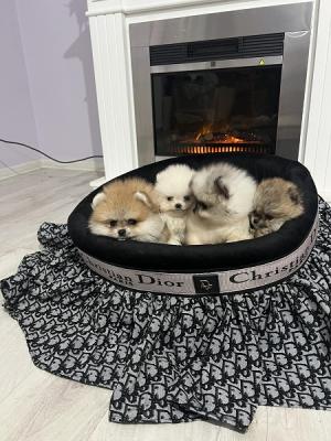 Pomeranian puppies beautiful babies - Vienna Dogs, Puppies