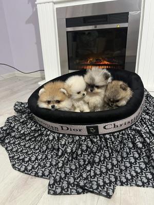 Pomeranian puppies beautiful babies - Vienna Dogs, Puppies