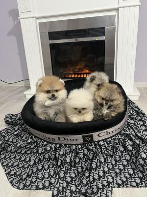 Pomeranian puppies beautiful babies - Vienna Dogs, Puppies