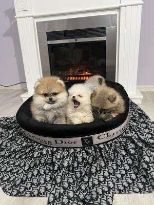 Pomeranian puppies beautiful babies - Vienna Dogs, Puppies