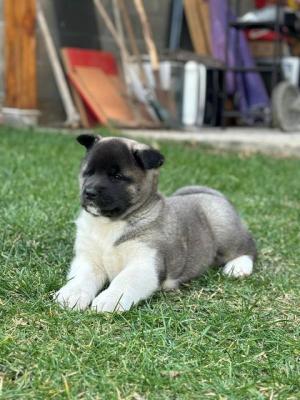 Amerikanische Akita-Welpen - Vienna Dogs, Puppies