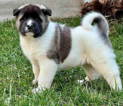 Amerikanische Akita-Welpen - Vienna Dogs, Puppies