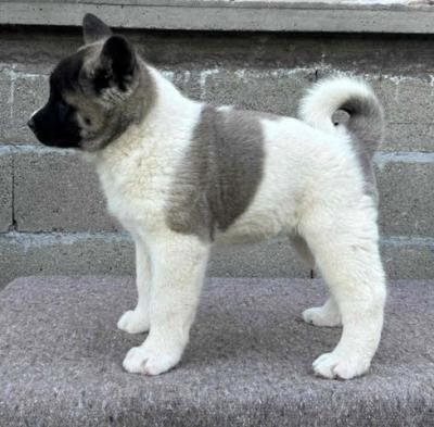 Amerikanische Akita-Welpen - Vienna Dogs, Puppies