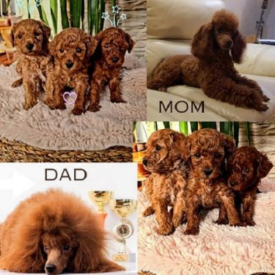 Red toy poodle - Vienna Dogs, Puppies