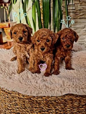 Red toy poodle - Vienna Dogs, Puppies