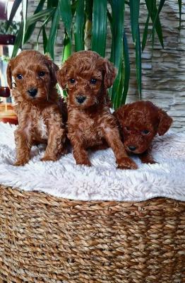 Red toy poodle - Vienna Dogs, Puppies